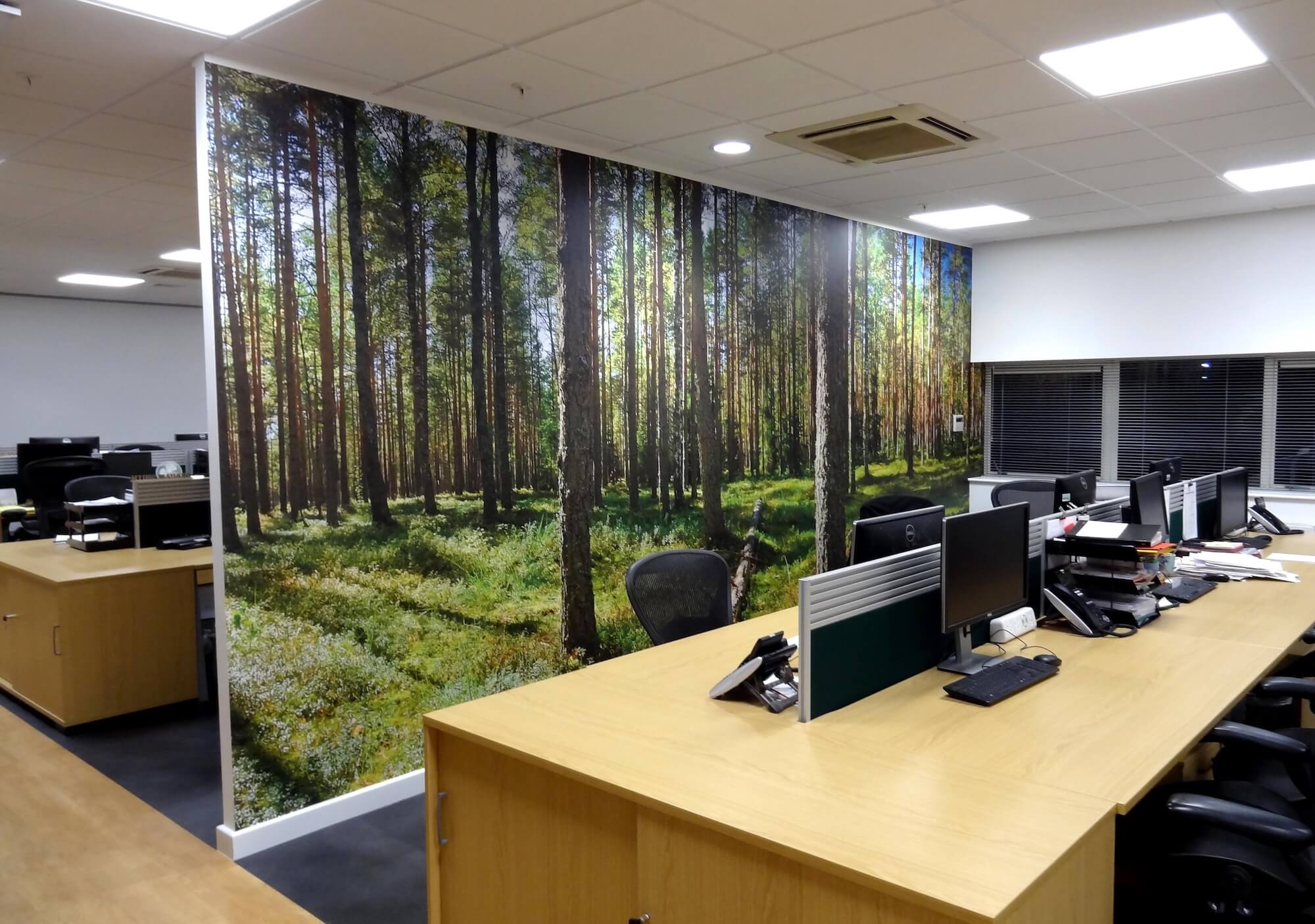 Pine forest office wall mural