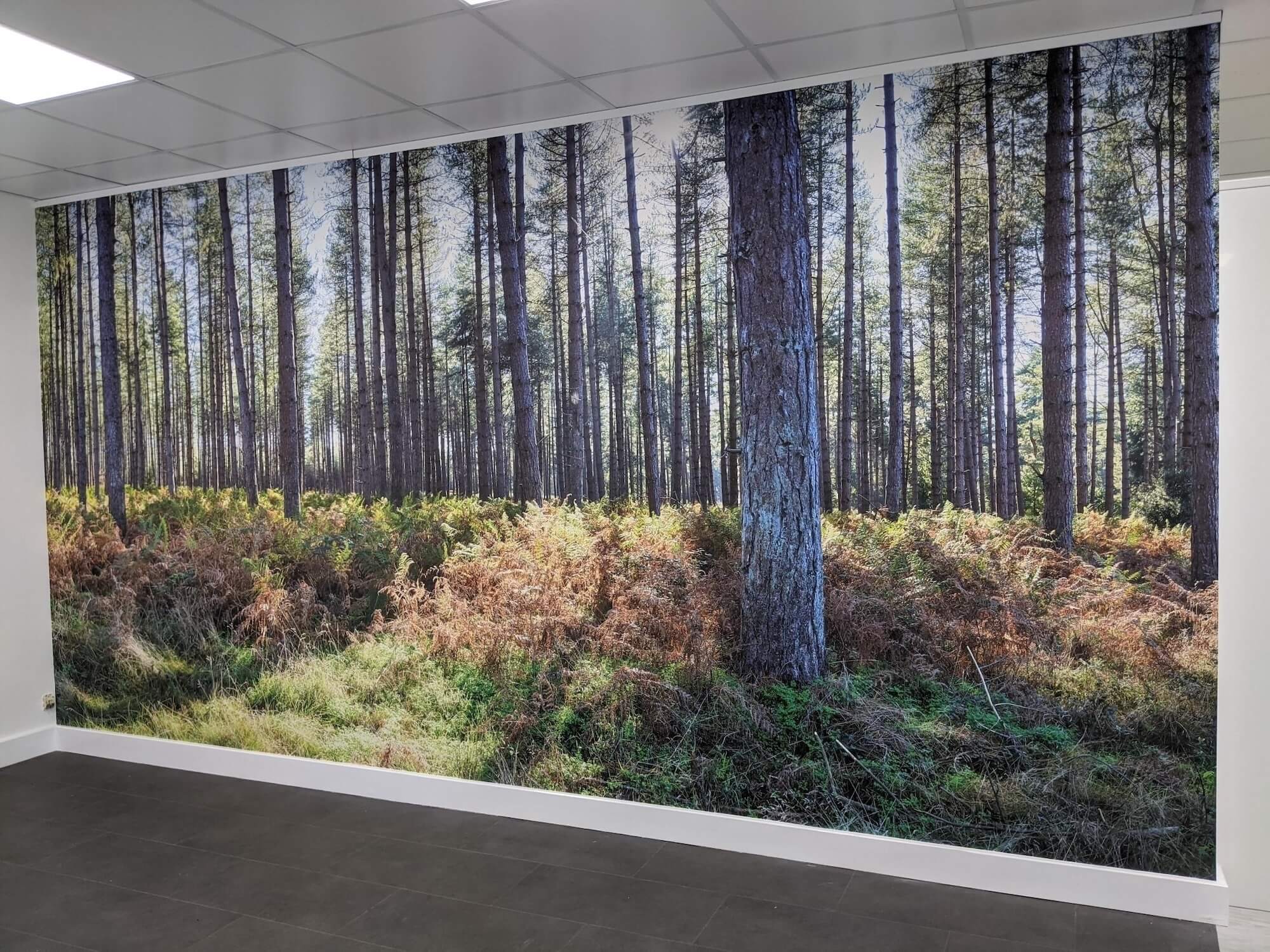 Autumnal pine forest office feature wall