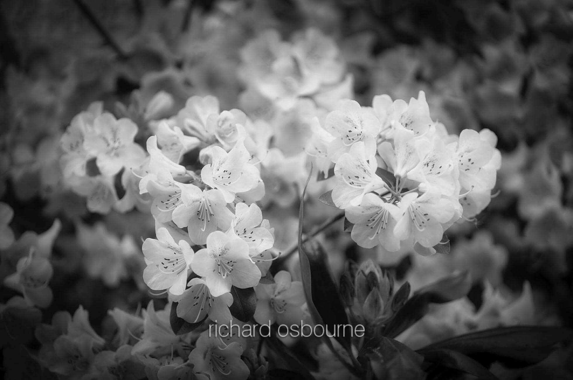 Rhododendron blossom